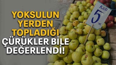 Yoksulun yerden topladığı çürükler bile değerlendi!